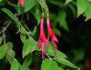 Fuchsia brevilobis - Fuchsia Seeds