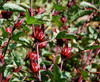 Hibiscus sabdariffa - Roselle Seeds