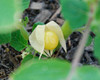 Physalis grisea - Sierra Leone Ground Cherry Seeds