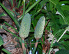 Monstera deliciosa - Mexican Breadfruit Seeds
