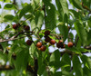 Sapindus saponaria - Soapberry