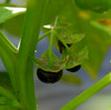 Jaltomata procumbens - Jaltomato Seeds