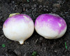 Purple Top White Globe Turnip Seeds