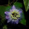 Passiflora foetida - Wild Water Lemon Seeds