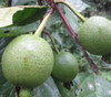Psidium angulatum - Araca Pera Seeds