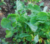 Amaranth, Edible Green Round Leaf Seeds