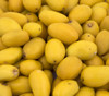 Manilkara hexandra - Khirni Seeds