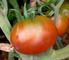 Amazon Chocolate Tomato