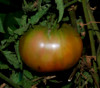 Ananas Noir Tomato Seeds