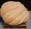 Dill's Atlantic Giant Pumpkin Seeds