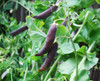 Blue Podded Pea Seeds