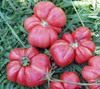 Russian Rose Tomato