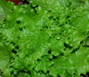 Slobolt Lettuce Seeds