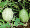 West Indian Gherkin Cucumber Seeds