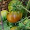 Black Sea Man Tomato Seeds