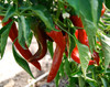 Sandia Pepper Seeds