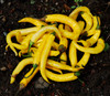 Golden Cayenne Pepper Seeds