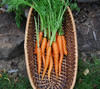Little Finger Carrot Seeds
