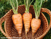 Royal Chantenay Carrot Seeds