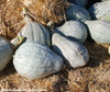 Blue Hubbard Squash Seeds