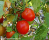 Siberian Tomato Seeds