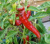 Jimmy Nardello Pepper Seeds