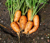 Danvers Half Long Carrot Seeds