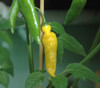 Aji Lemon Drop Pepper Seeds