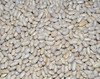 Great Northern Bean Seeds