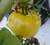 White Tomesol Tomato Seeds