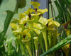 Sarracenia flava rugelii - Yellow Pitcher Plant Seeds