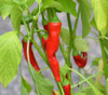 Hot Portugal Pepper Seeds