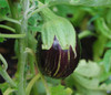 Rosita Eggplant Seeds