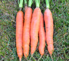St. Valery Carrot Seeds