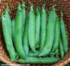 Green Arrow Pea Seeds Green Arrow Pea Seeds