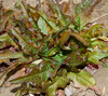 Bronze Arrowhead Lettuce Seeds