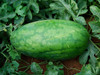 Congo Watermelon Seeds