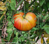Mr. Stripey Tomato Seeds