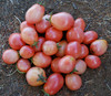 Thai Pink Egg Tomato Seeds