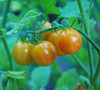 Bi-Color Cherry Tomato Seeds