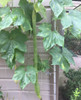 Extra Long Smooth Edible Luffa Seeds
