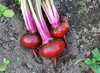 Chioggia Beet Seeds