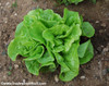 Tom Thumb Lettuce Seeds