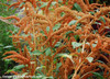 Chinese Giant Orange Amaranth Seeds