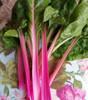 Pink Lipstick Swiss Chard