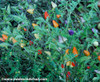 Chinese Five-Color Pepper Seeds
