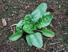 Bloomsdale Spinach Seeds
