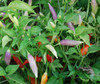 Aji Omnicolor Pepper Seeds