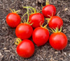 San Francisco Fog Tomato Seeds