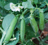 Early Frosty Pea Seeds